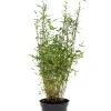 Planter & Blomster*Bambus 'Rufa/Simba' 23 cm potte