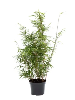 Planter & Blomster*Bambus 'Rufa/Simba' 23 cm potte