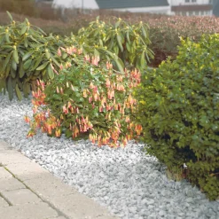 Safestone by ZURFACE Skærver & Sten*Granitskærver 11–16 mm hvid Lysit - Safestone