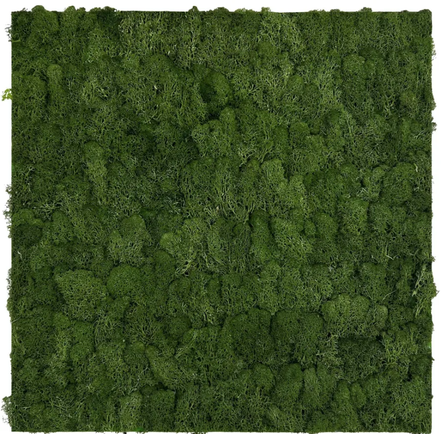 Jangal Grønne Vægpaneler|Akustikpaneler & Tilbehør*Modular Wall mospanel 52 x 52 cm - Dark Green Dark Green Moss