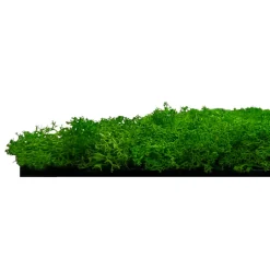 Jangal Grønne Vægpaneler|Akustikpaneler & Tilbehør*Modular Wall mospanel 52 x 52 cm - Rich Green Rich Green Moss