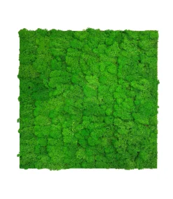 Jangal Grønne Vægpaneler|Akustikpaneler & Tilbehør*Modular Wall mospanel 52 x 52 cm - Rich Green Rich Green Moss