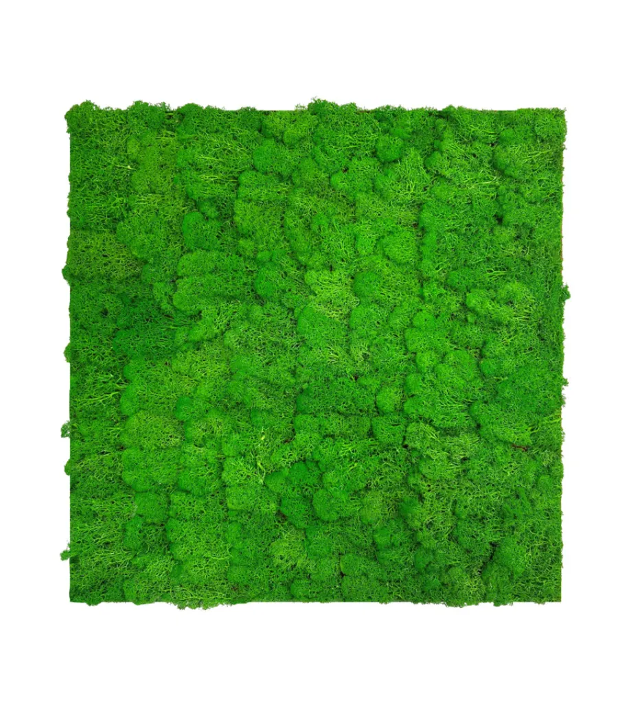 Jangal Grønne Vægpaneler|Akustikpaneler & Tilbehør*Modular Wall mospanel 52 x 52 cm - Rich Green Rich Green Moss