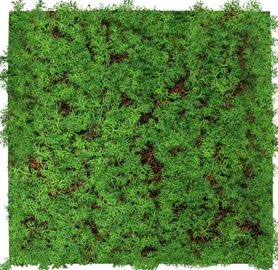 Jangal Grønne Vægpaneler|Akustikpaneler & Tilbehør*Modular Wall plantepanel 52 x 52 cm - Thuja