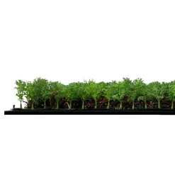 Jangal Grønne Vægpaneler|Akustikpaneler & Tilbehør*Modular Wall plantepanel 52 x 52 cm - Thuja