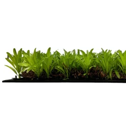 Jangal Grønne Vægpaneler|Akustikpaneler & Tilbehør*Modular Wall plantepanel 52 x 52 cm - Podocarpus Tea Tree
