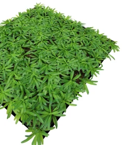 Jangal Grønne Vægpaneler|Akustikpaneler & Tilbehør*Modular Wall plantepanel 52 x 52 cm - Podocarpus Tea Tree