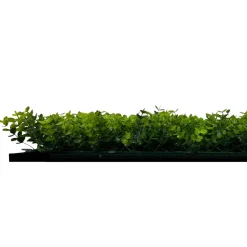 Jangal Grønne Vægpaneler|Akustikpaneler & Tilbehør*Modular Wall plantepanel 52 x 52 cm - Buxus