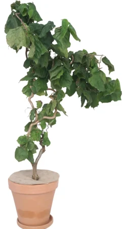 Garden® Vinterbeskyttelse Til Planter*Juteskive vinterbeskyttelse Ø34 cm -