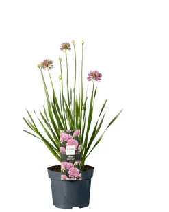 Planter & Blomster*Prydløg Allium 17 cm